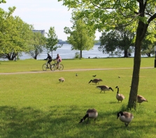 Le parc de la Merci, retour des Bernaches du Canada, bordant la rivière des Prairies dans l'arrondissement Nouveau-Bordeaux.